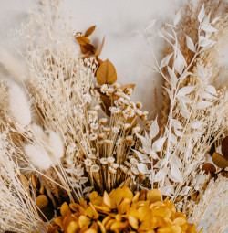 Dried Flower Photo